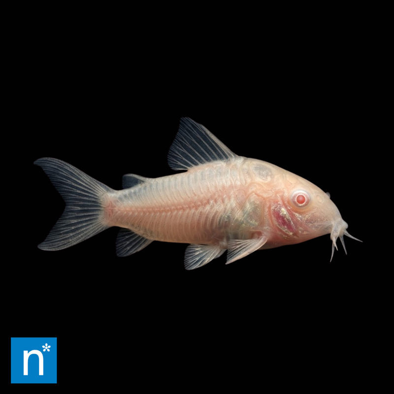 Albino Corydoras | Osteogaster aenea
