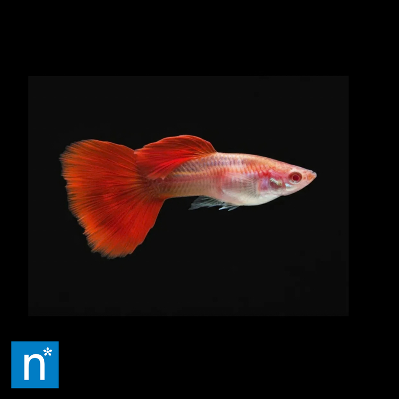 Albino Full Red Guppy | Poecilia reticulata