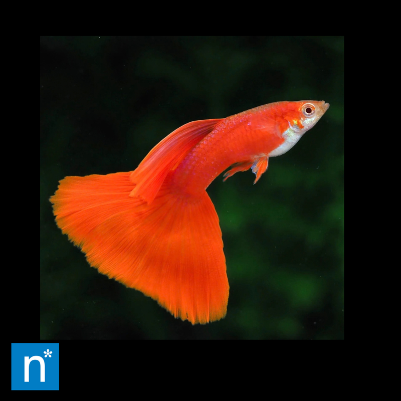 Albino Full Red Guppy | Poecilia reticulata