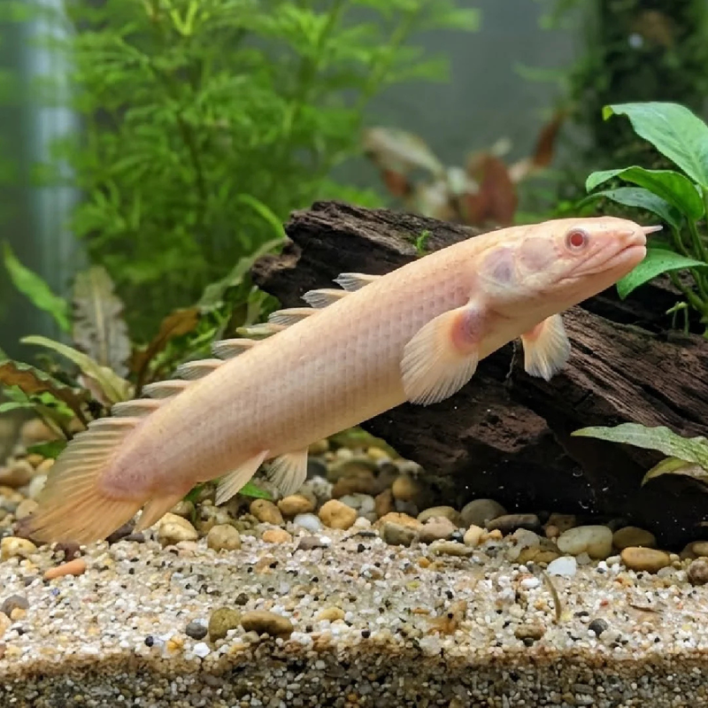 Albino Senegal Bichir | Polypterus senegalus (5–6cm)