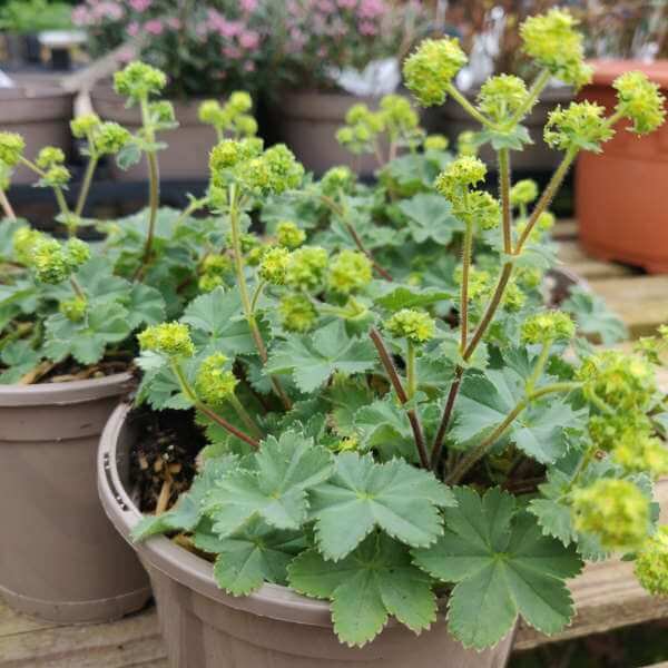 Alchemilla erytropoda 'Alma' 2L