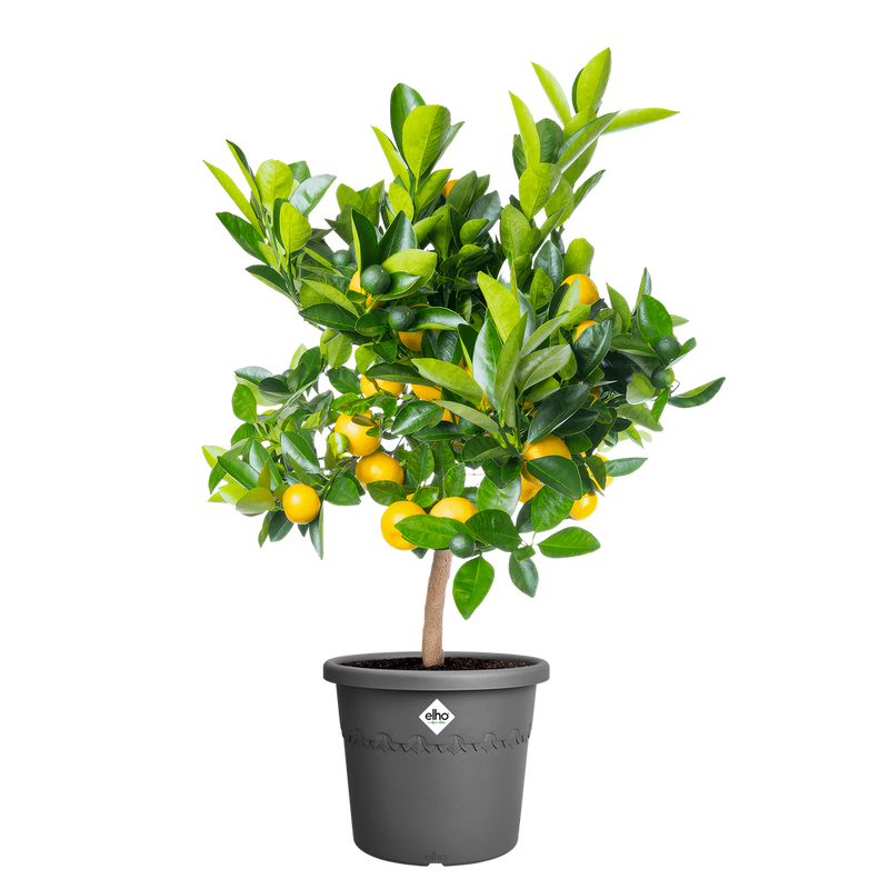 Elho Algarve Cilindro range – planted display
