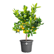Elho Algarve Cilindro range – planted display
