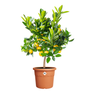 Elho Algarve Cilindro 35cm Terracotta – planted display