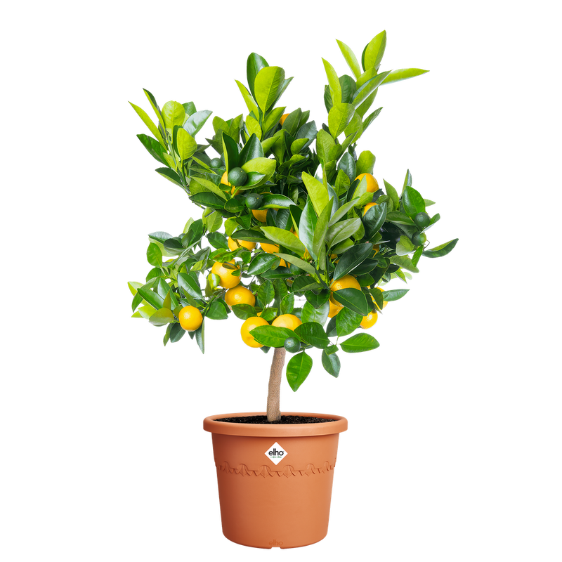 Elho Algarve Cilindro 35cm Terracotta – planted display