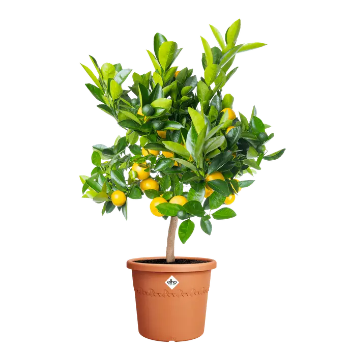 Algarve Cilindro 35cm Terracotta