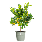 Elho Algarve Cilindro range – planted display