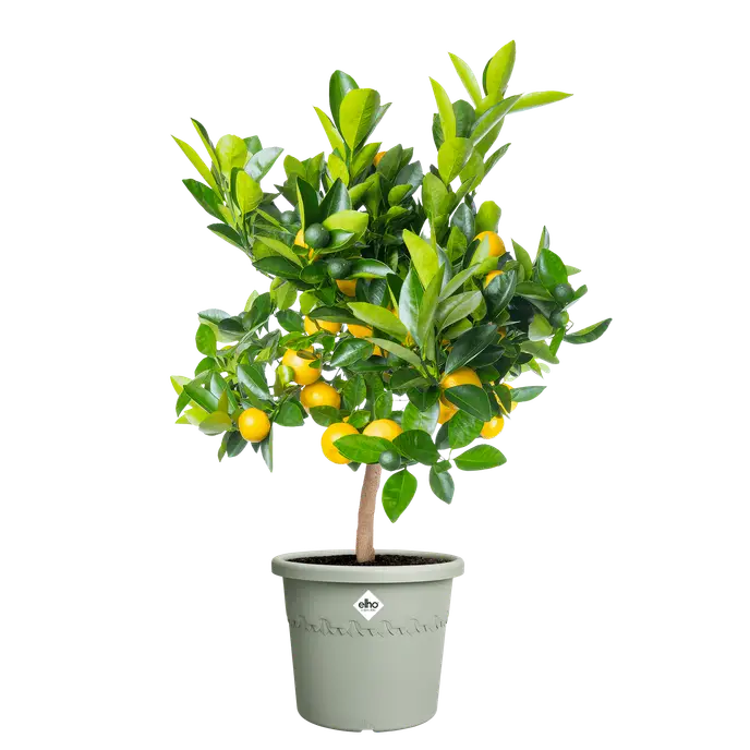 Algarve Cilindro 30cm Thyme Green