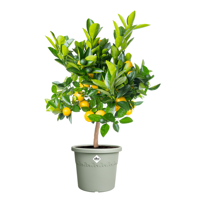 Elho Algarve Cilindro range – planted display