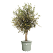 Elho Algarve Cilindro range – planted display