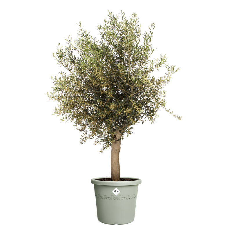 Elho Algarve Cilindro range – planted display