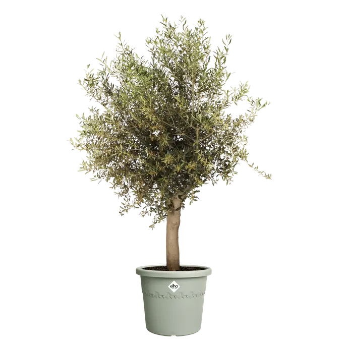 Algarve Cilindro 40cm Thyme Green