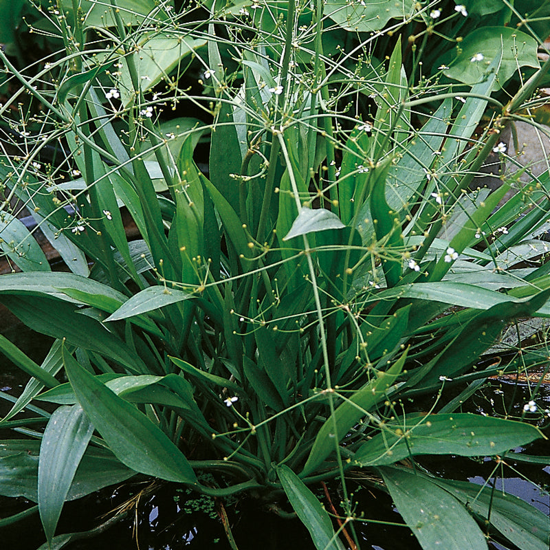 Alisma lanceolatum P9