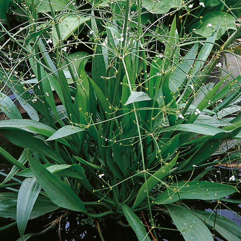 Pond Plants Ireland Pond & Water Garden Plants For Sale Water