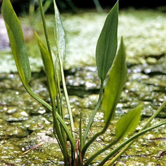Alisma lanceolatum P9