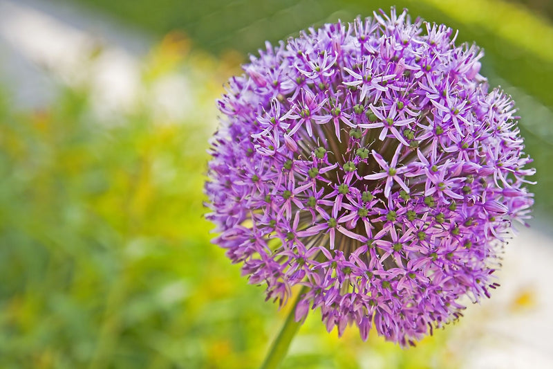 Allium 'Purple Sensation' (6 Pack)