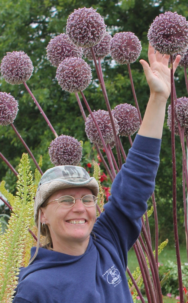 Allium 'Summer Drummer' (7 Pack)