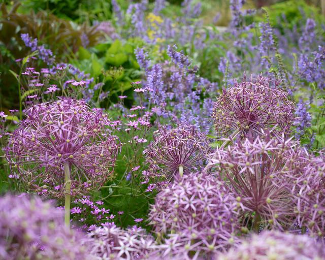 Allium 'Christophii' (15 Pack)