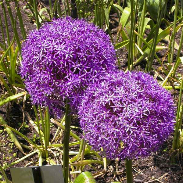 Allium Christophii | Star of Persia (3 Litre)
