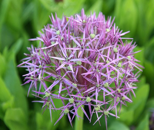 Allium 'Christophii' (15 Pack)