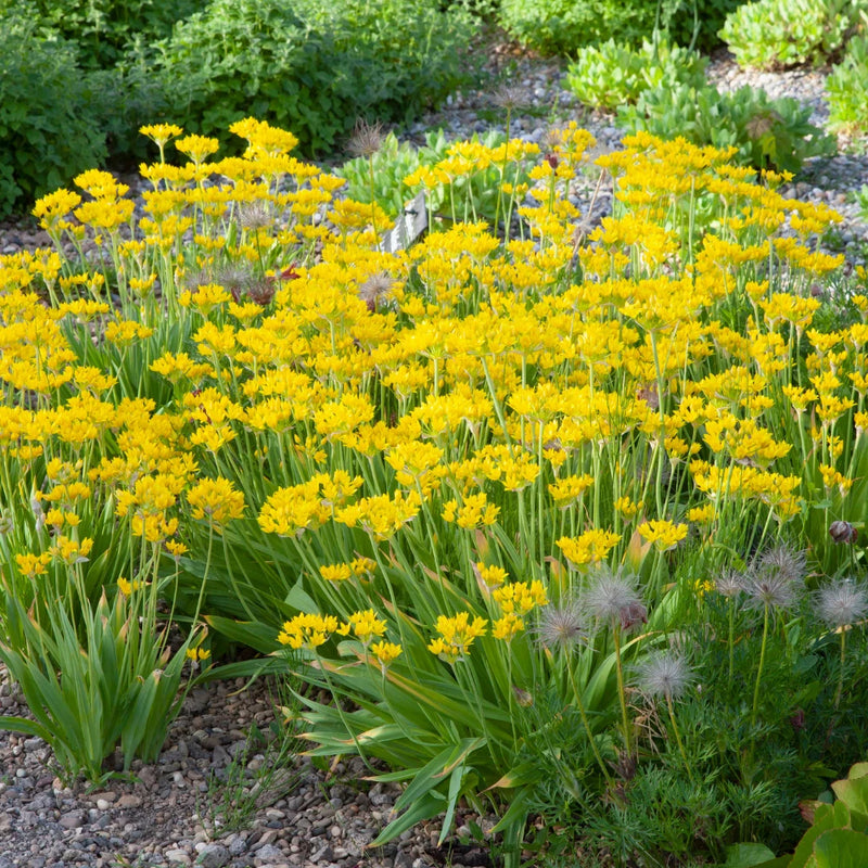 Allium Moly 2L