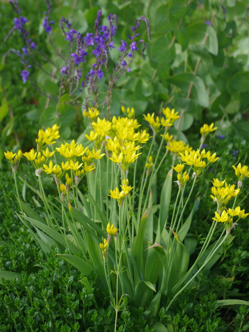 Allium Moly 2L