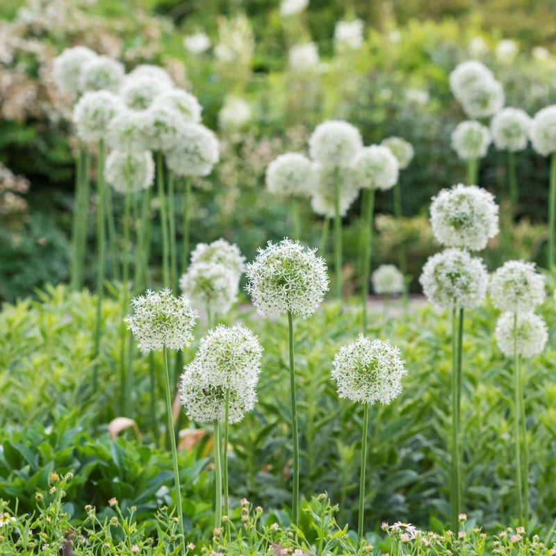 Allium 'Mount Everest' (1 Pack)
