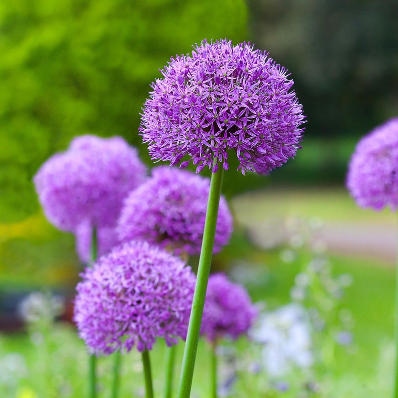 Allium 'Gladiator' (1 Pack)