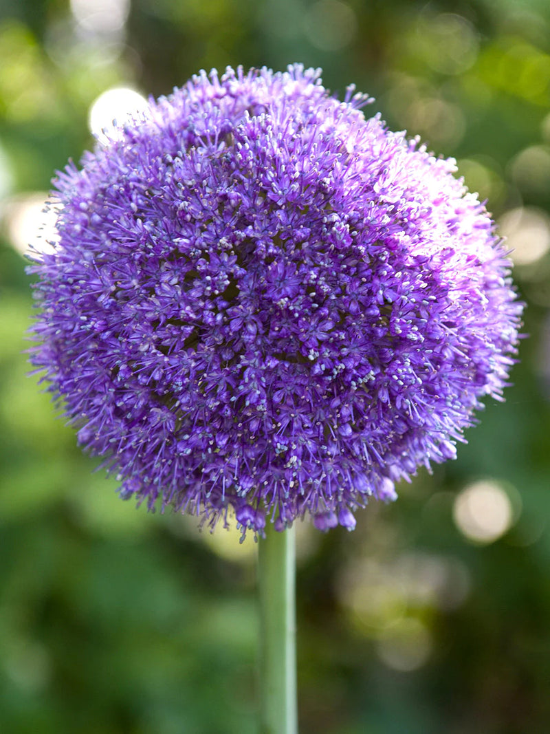 Allium 'Gladiator' (1 Pack)