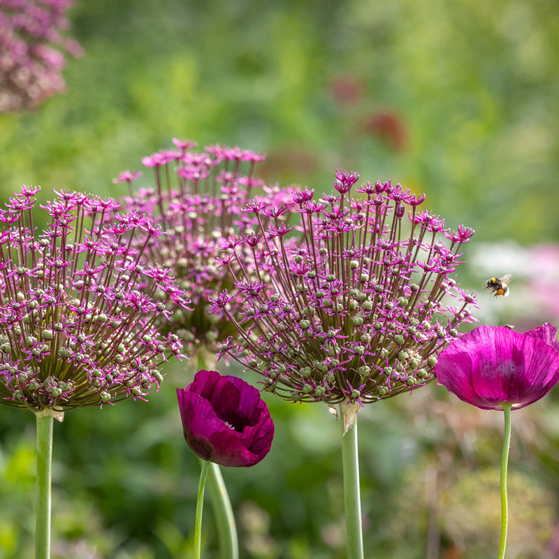 Allium 'Magic' 3 Litre