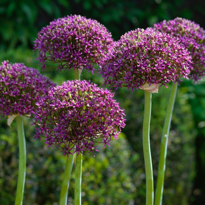 Allium 'Magic' 3 Litre