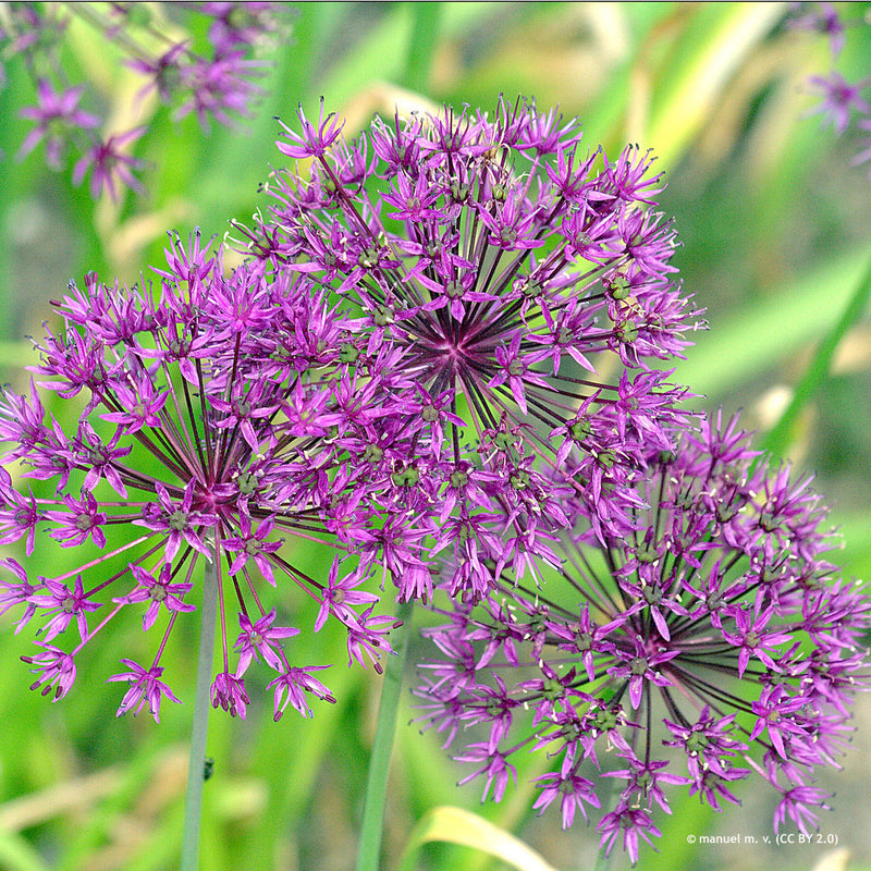Allium 'Magic' 3 Litre