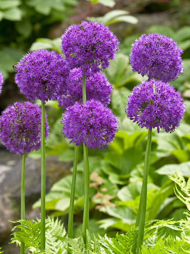Allium 'Purple Sensation' (6 Pack)