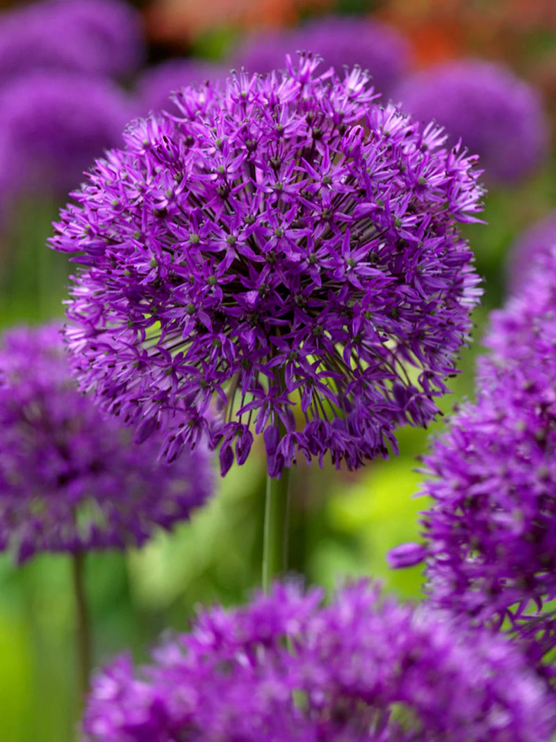 Allium 'Purple Sensation' (6 Pack)