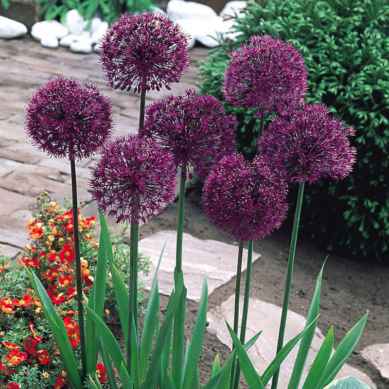 Allium 'Purple Sensation' (6 Pack)