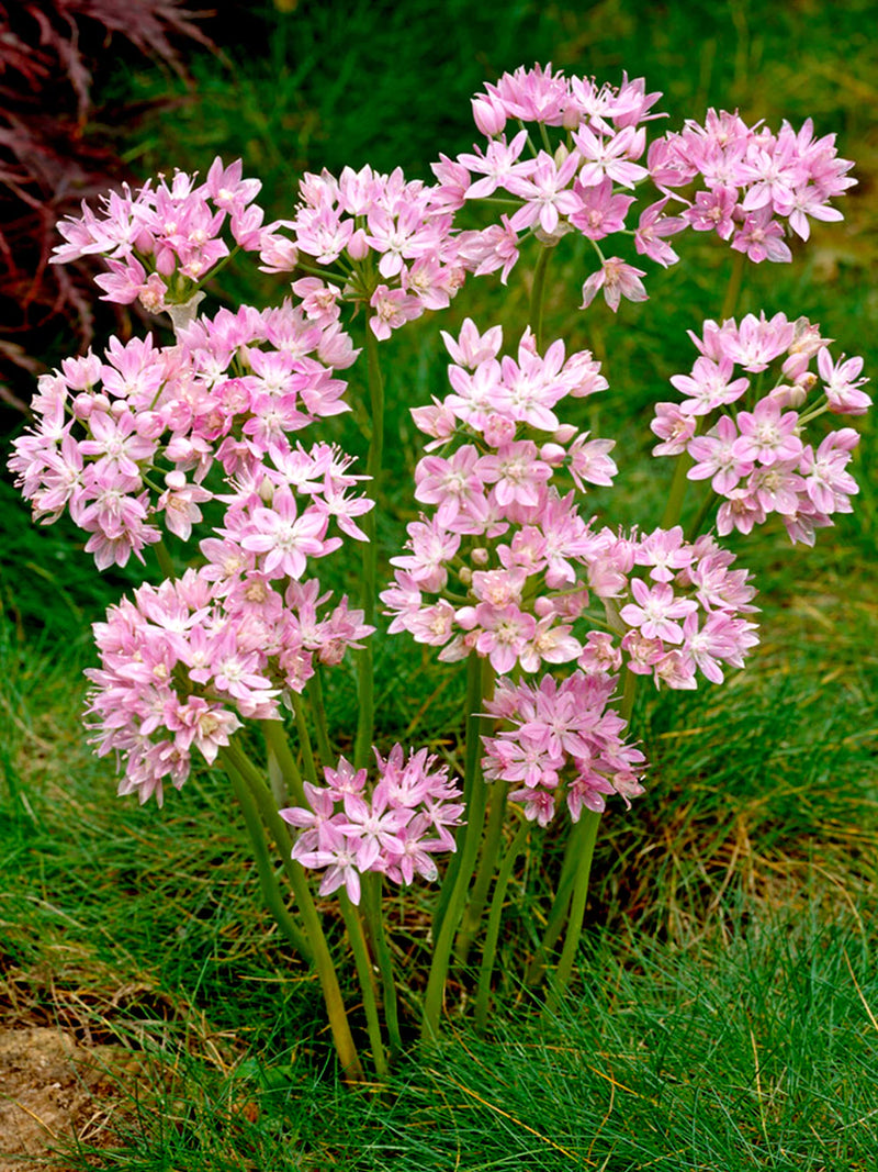 Allium 'Eros' (8 Pack)
