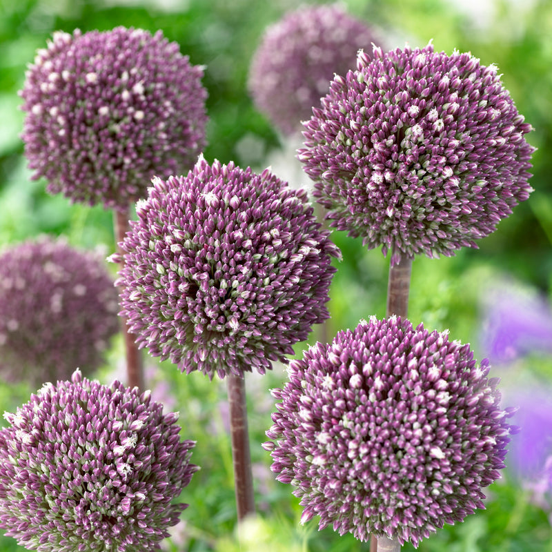 Allium 'Summer Drummer' (7 Pack)