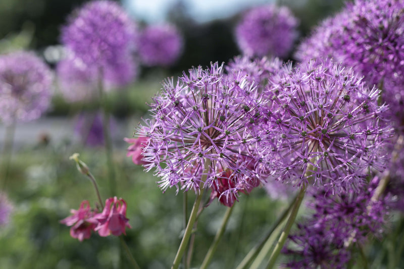 Allium 'Violet Beauty' (6 Pack)