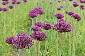 Allium atropurpureum 3L