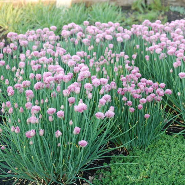 Allium schoenoprasum (Chives) P9