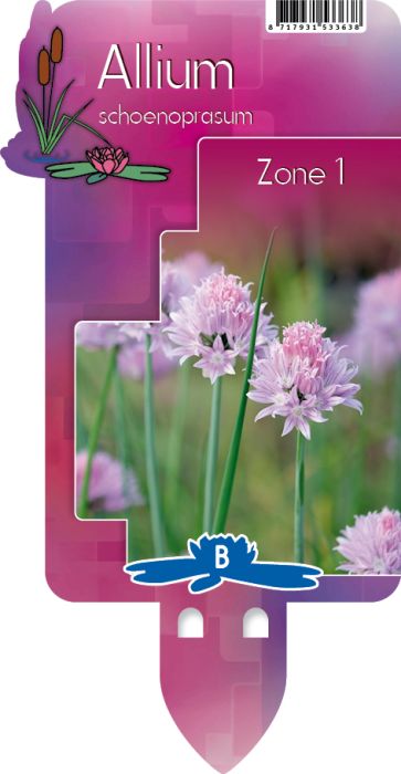 Allium schoenoprasum (Chives) P9