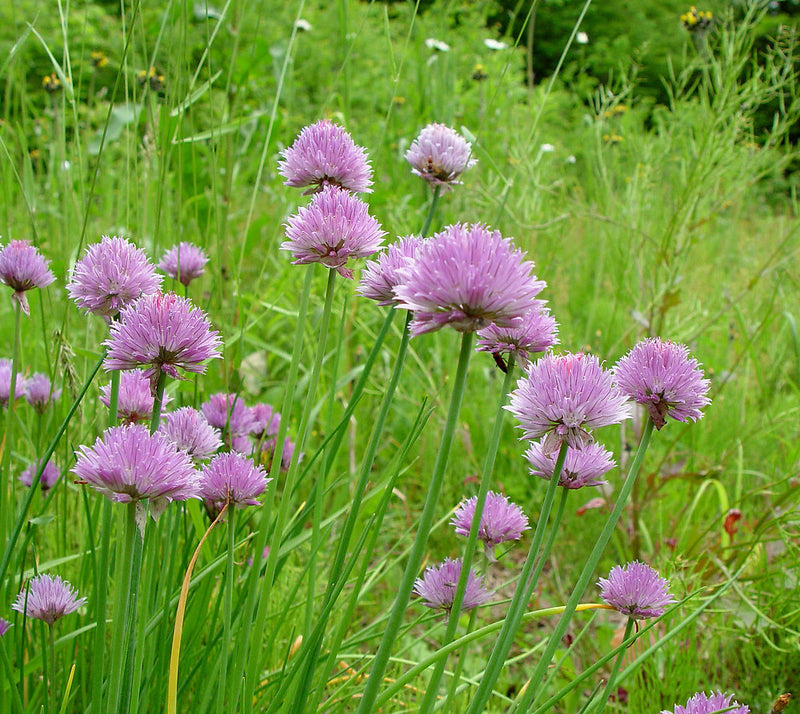 Allium schoenoprasum (Chives) P9