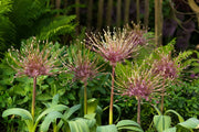Allium schubertii