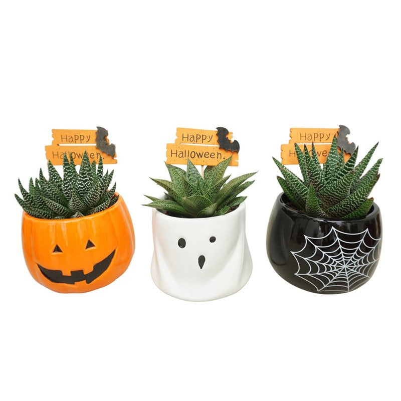 Aloe Haworthia mix 10,5cm Ceramic Halloween Pot