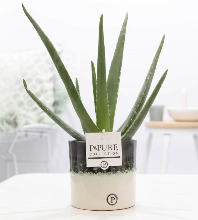 Aloe vera in 12 cm ceramic 'Illusion' Pot