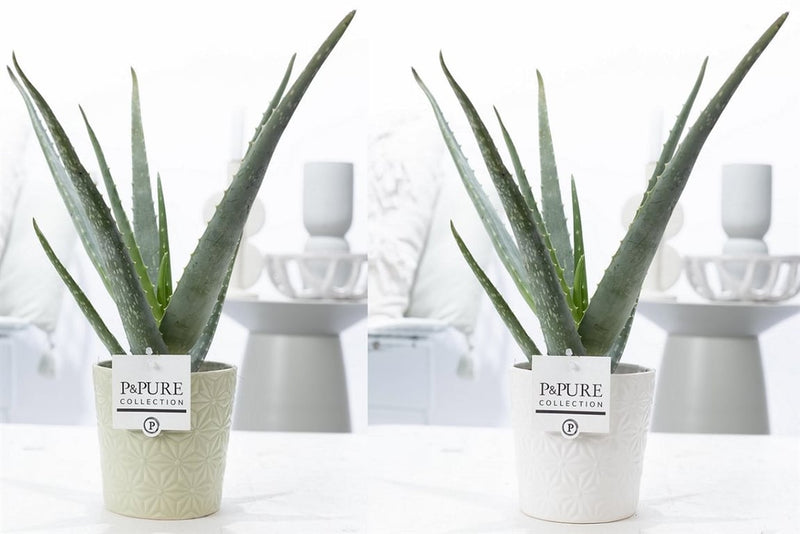 Aloe vera in 12 cm ceramic 'Juliette' Pot
