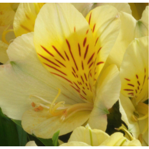 Alstroemeria Inticancha Yellow