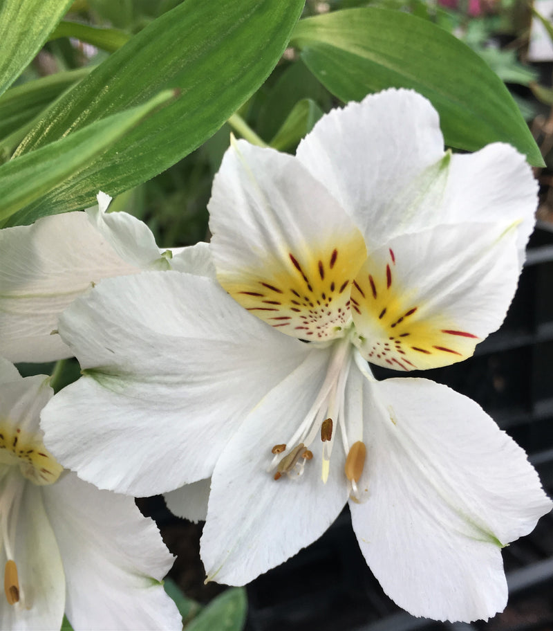 Arctotis Hannah 2 Litre