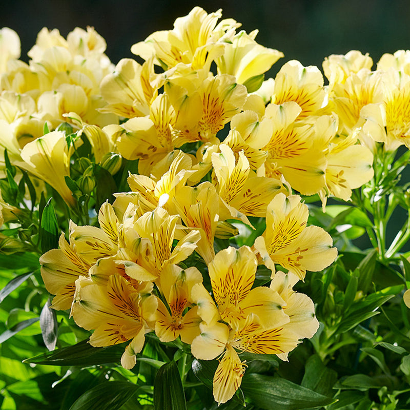 Alstroemeria Inticancha Yellow
