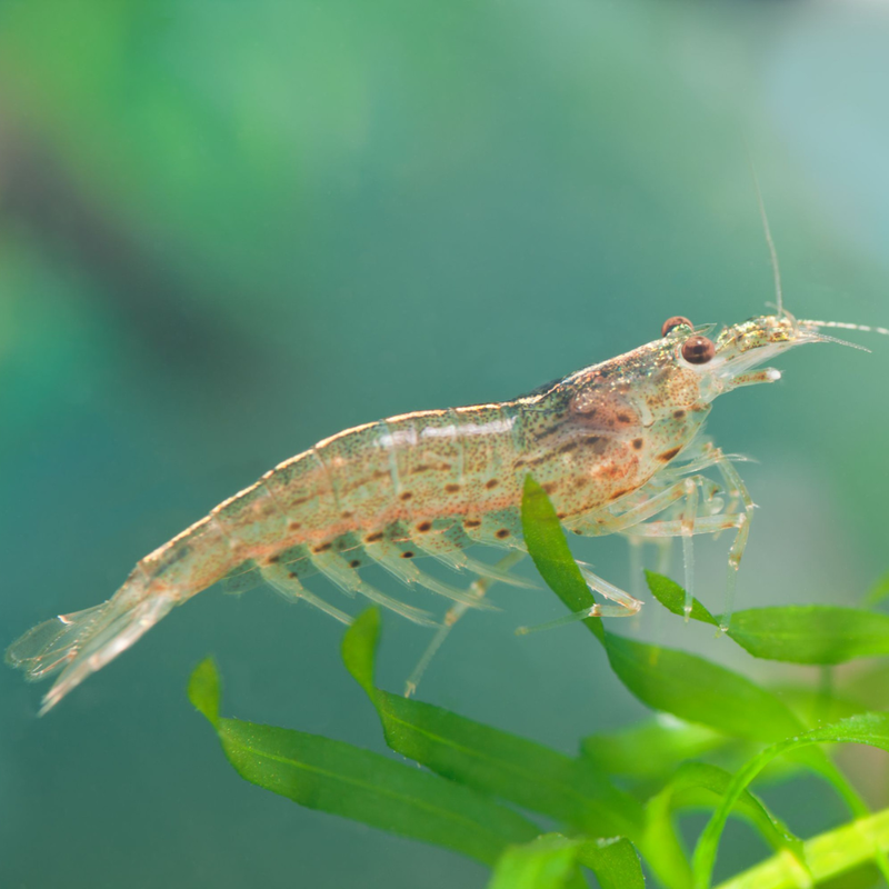 Amano Shrimp | Caridina multidentata (1–2cm)